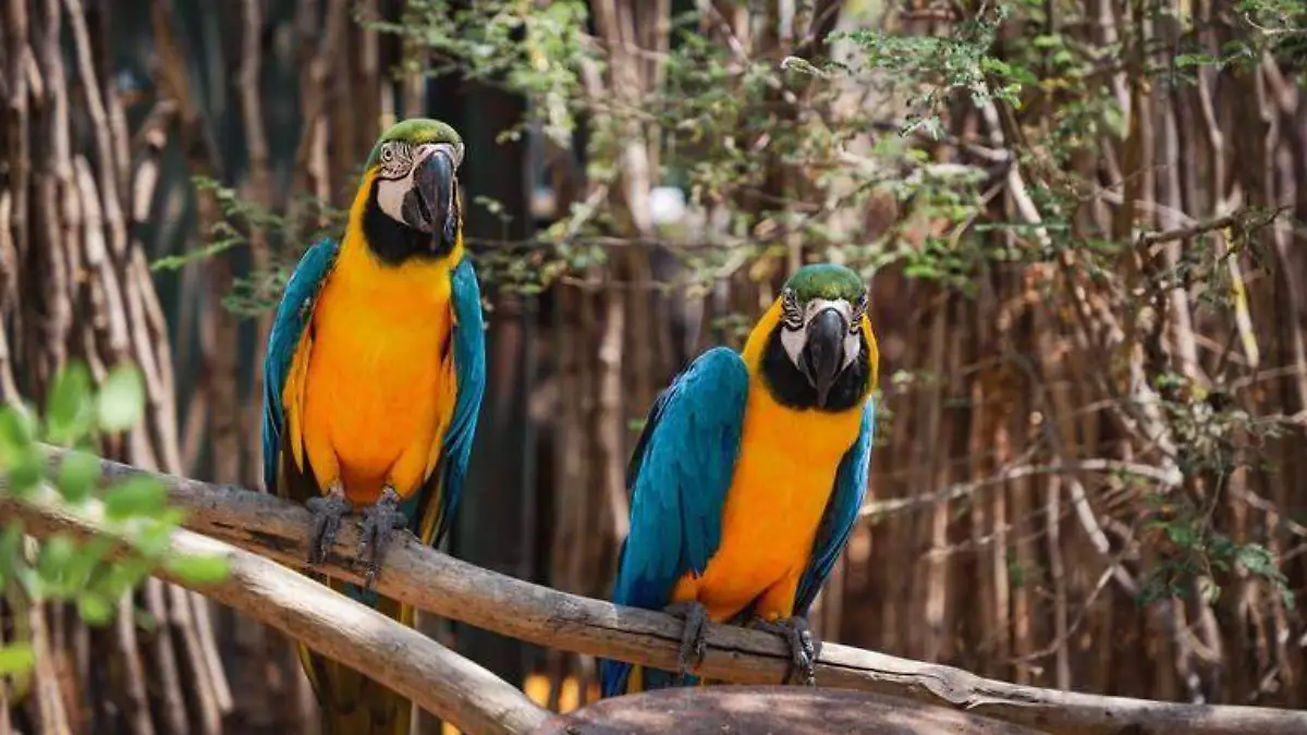 trafico-de-animales-sinaloa