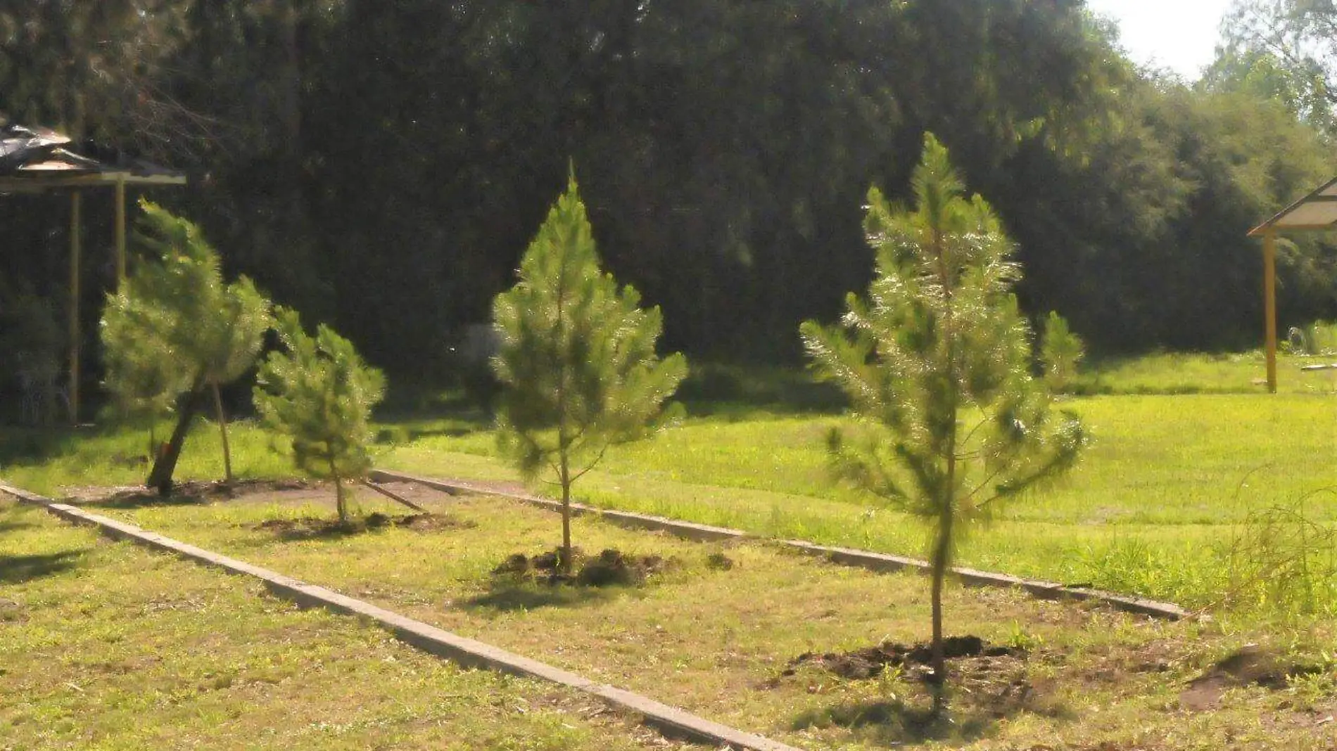 reforestación