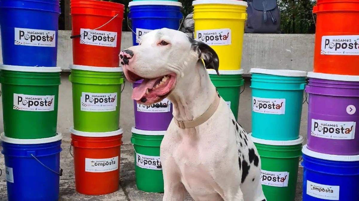 ¿Cómo aprovechar las heces de tu mascota?