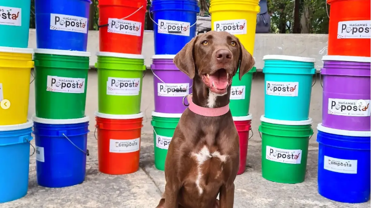 ¿Cómo aprovechar las heces de tu mascota?