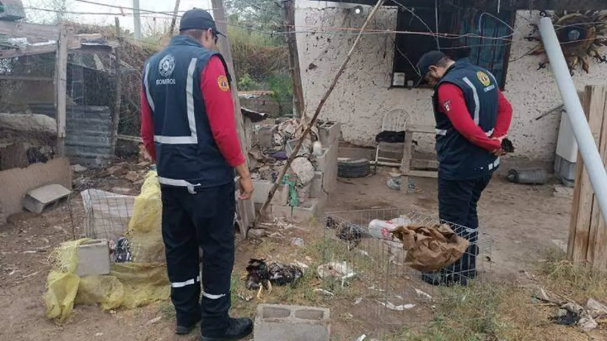 Amanecen muertos borregos, gallinas y hasta cerdos;