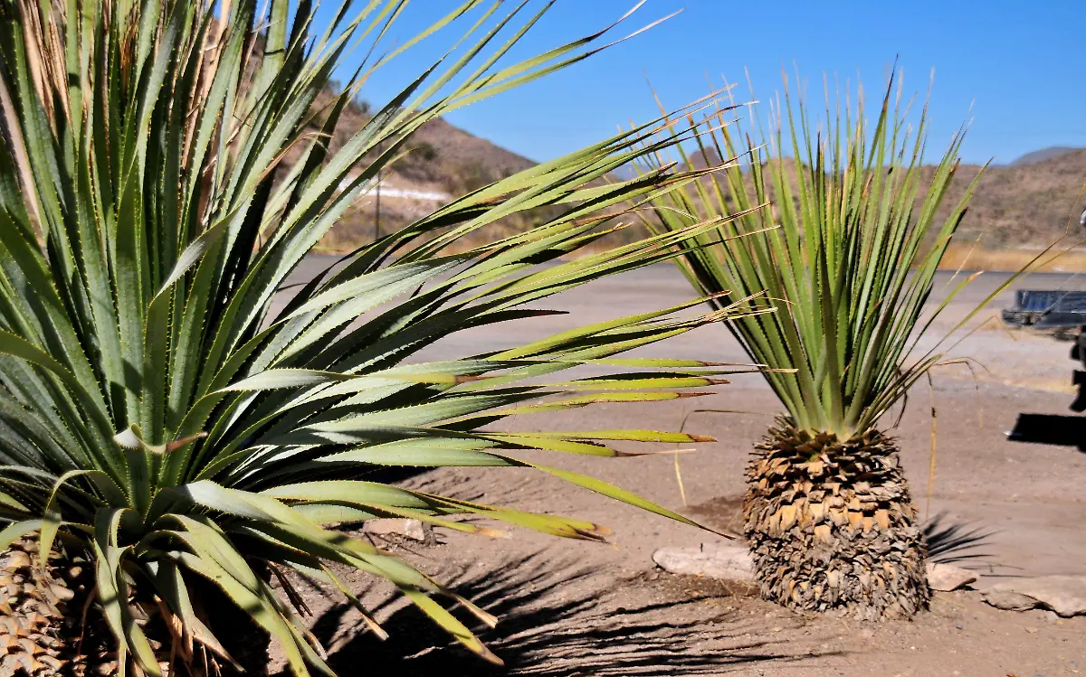 Maguey en el sierra de Durango