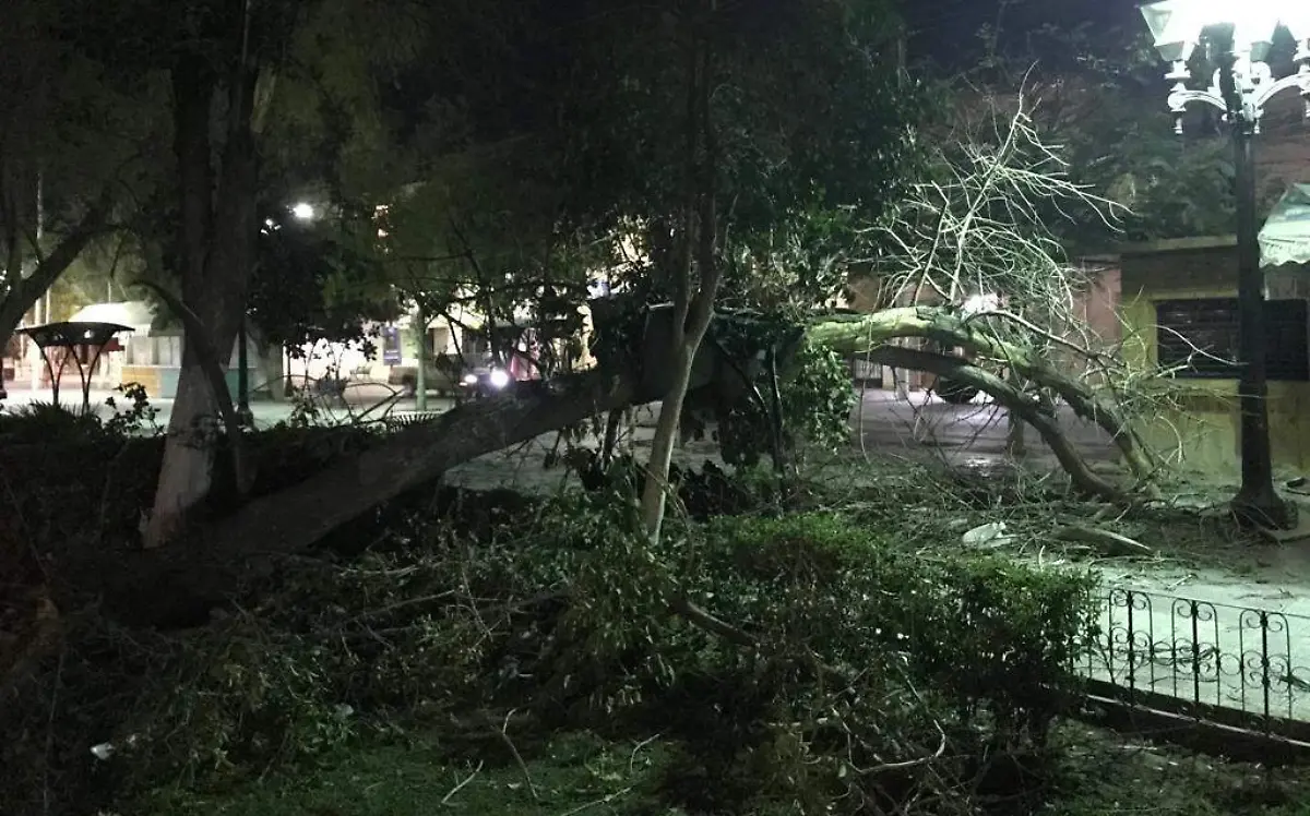 Fuertes vientos derriban arboles en Lerdo