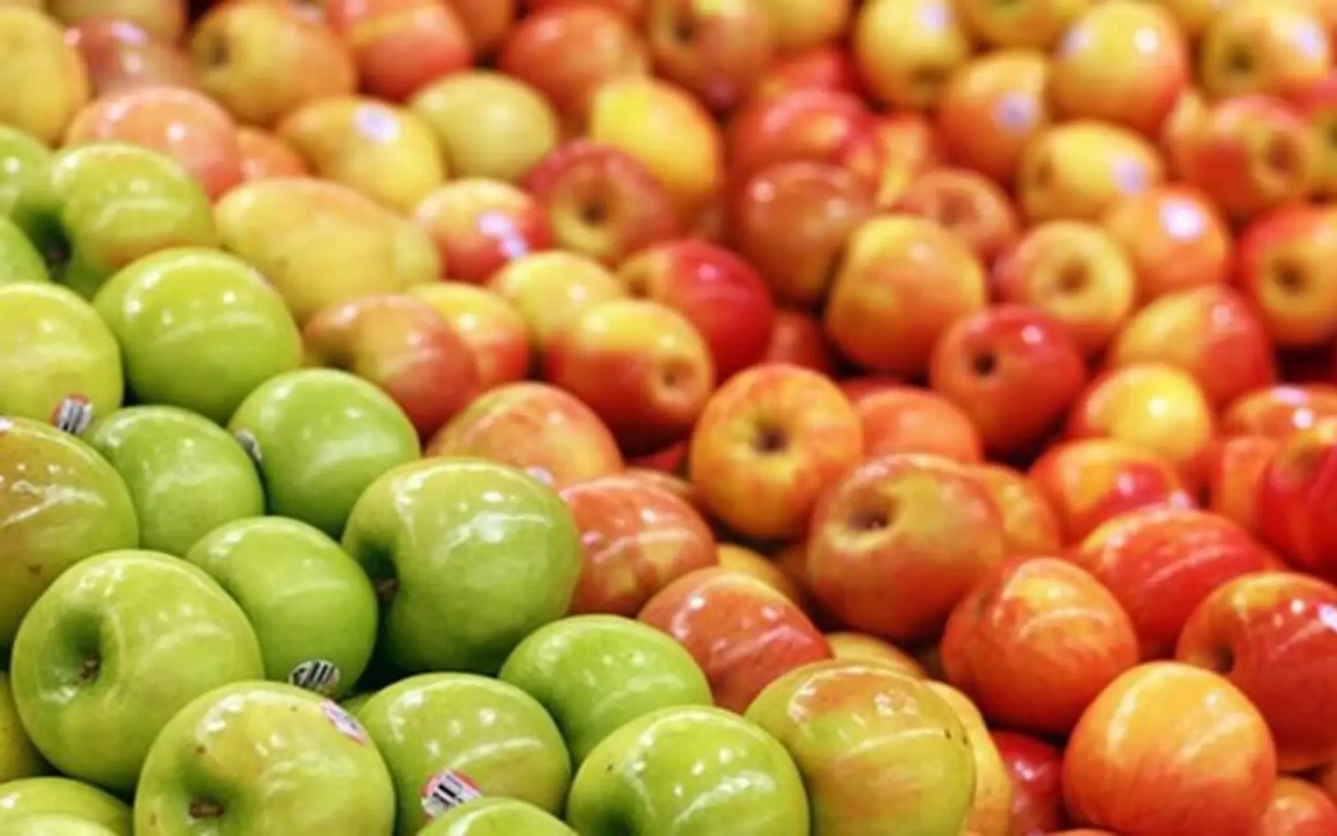 Con éxito transcurre la cosecha de manzana en Canatlán, Durango