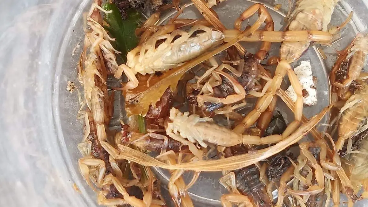 alacranes Canatlán