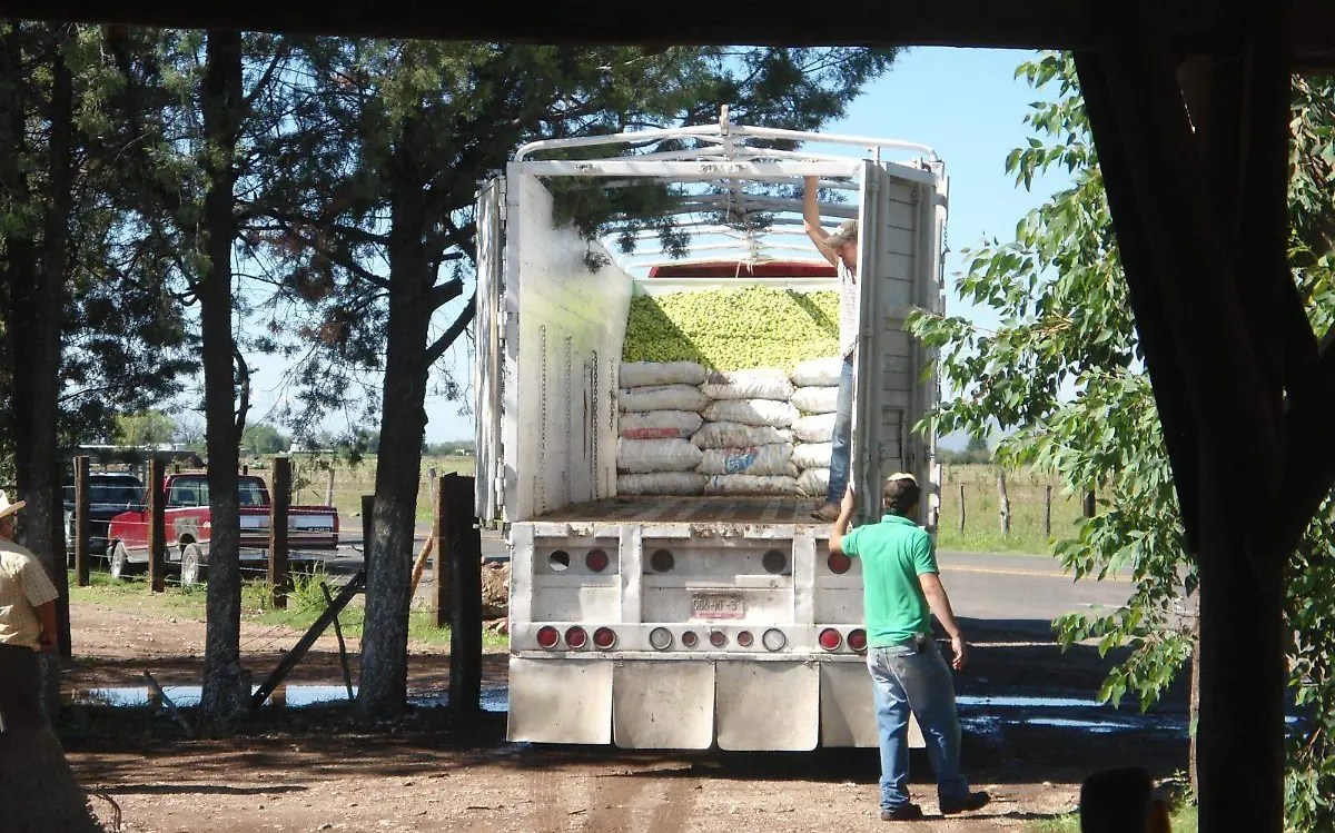 Inicia la cosecha de manzana en Canatlán