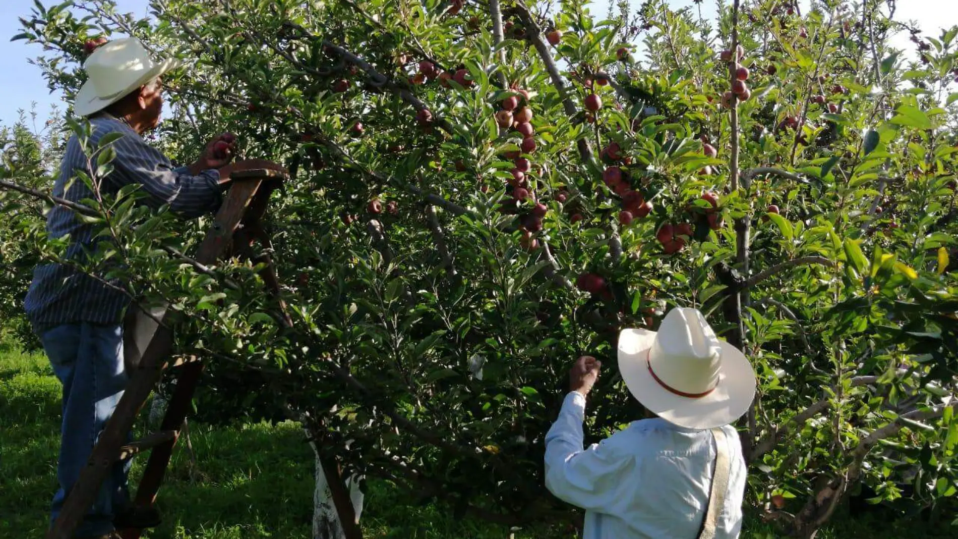 manzanas