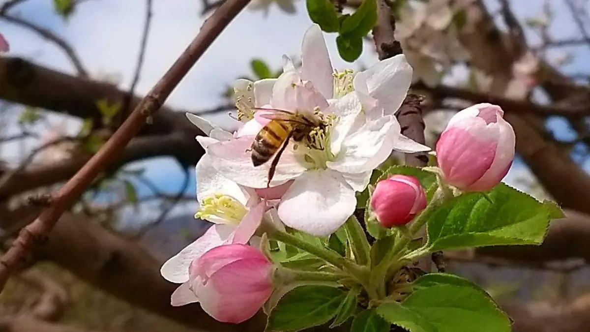 WhatsApp Image 2021-04-09 at 7.12.44 AM