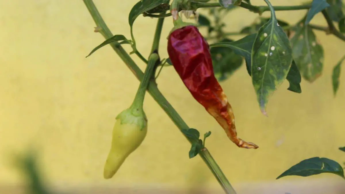 WhatsApp Image 2020-05-22 at 12.21.21