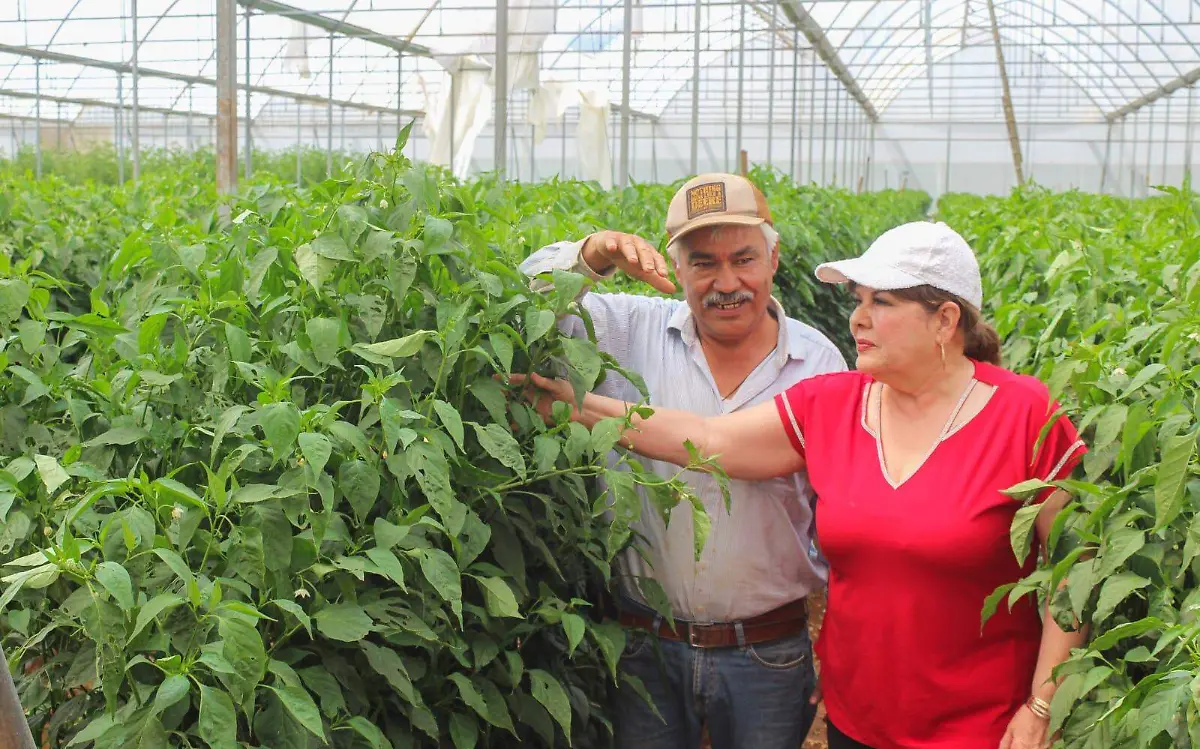 Poanas, principal productor de plántula exitosa de chile en Durango