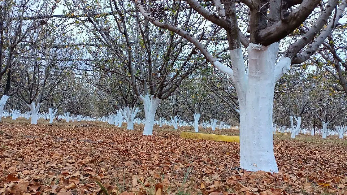 WhatsApp Image 2021-12-08 at 9.03.19 AM