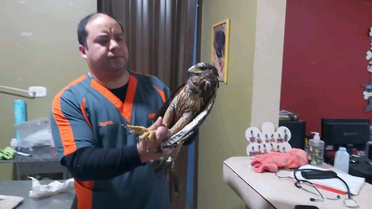 Aguila