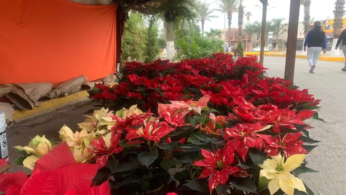 Incrementan ventas de flor de nochebuena en Gómez Palacio