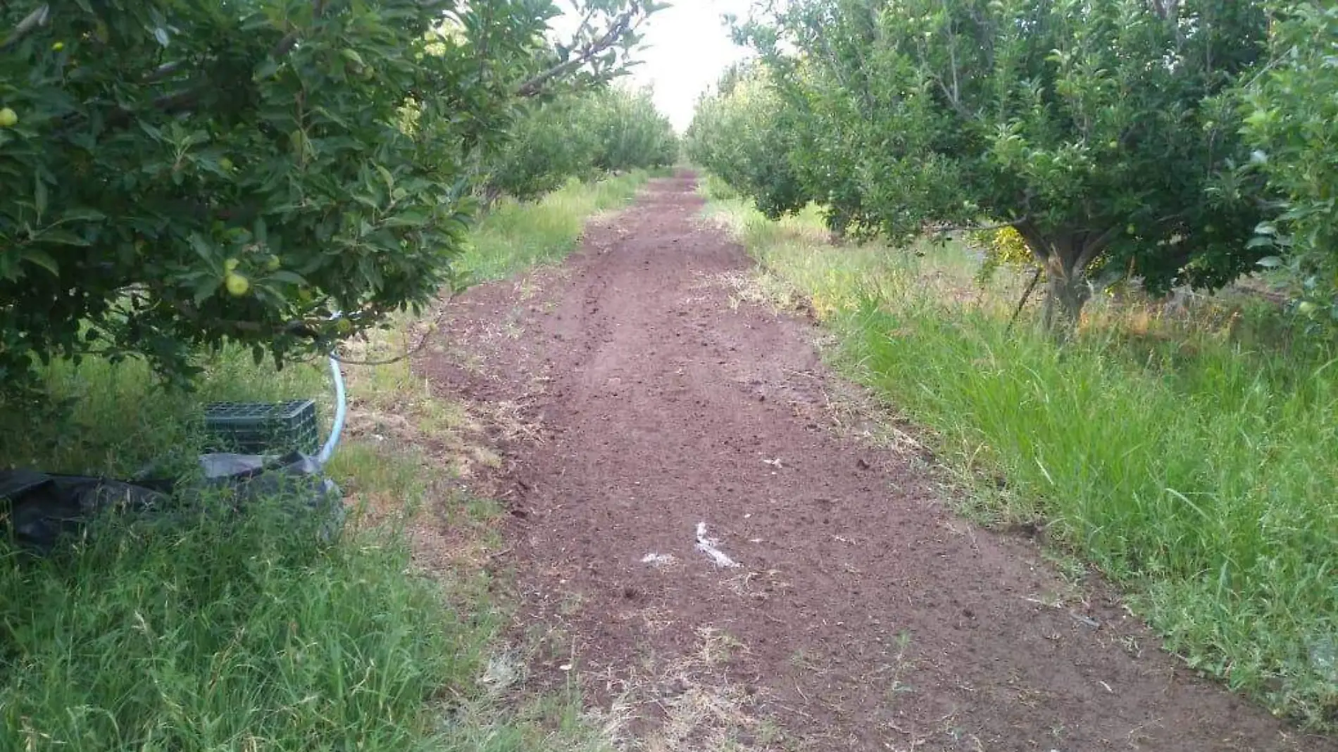 Alegra a fruticultores aguacero del sábado en Canatlán