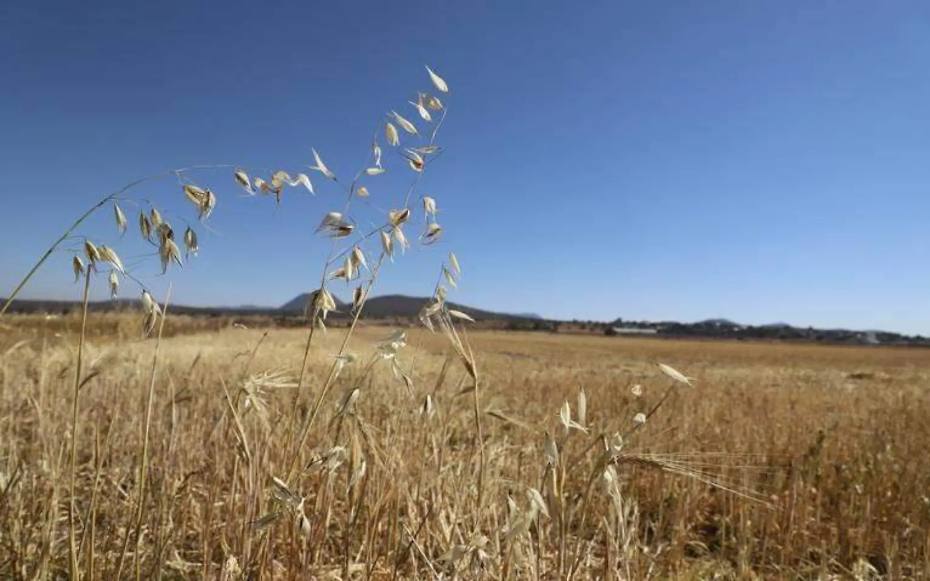 Agricultores de cebada