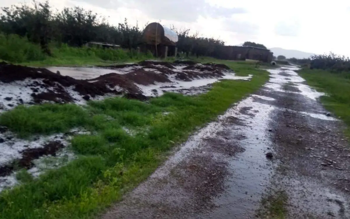 Granizo, el gran temor de los fruticultores en pre cosecha de manzana