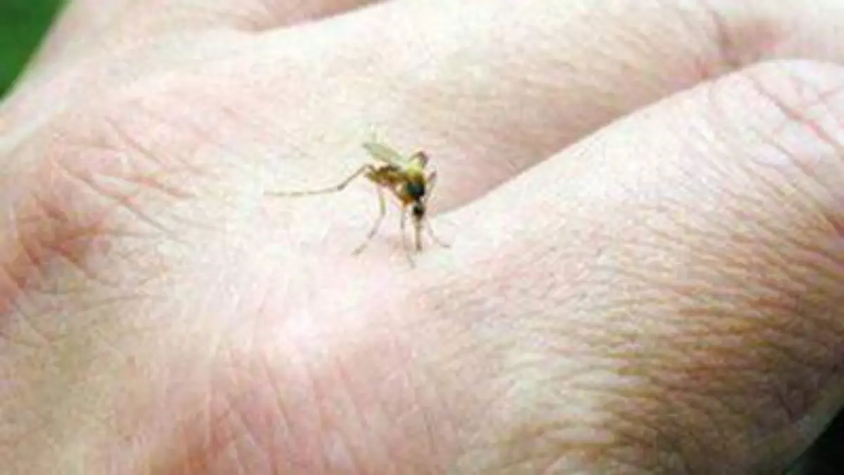 temen-epidemia-de-dengue-y-zika-en-veracruz