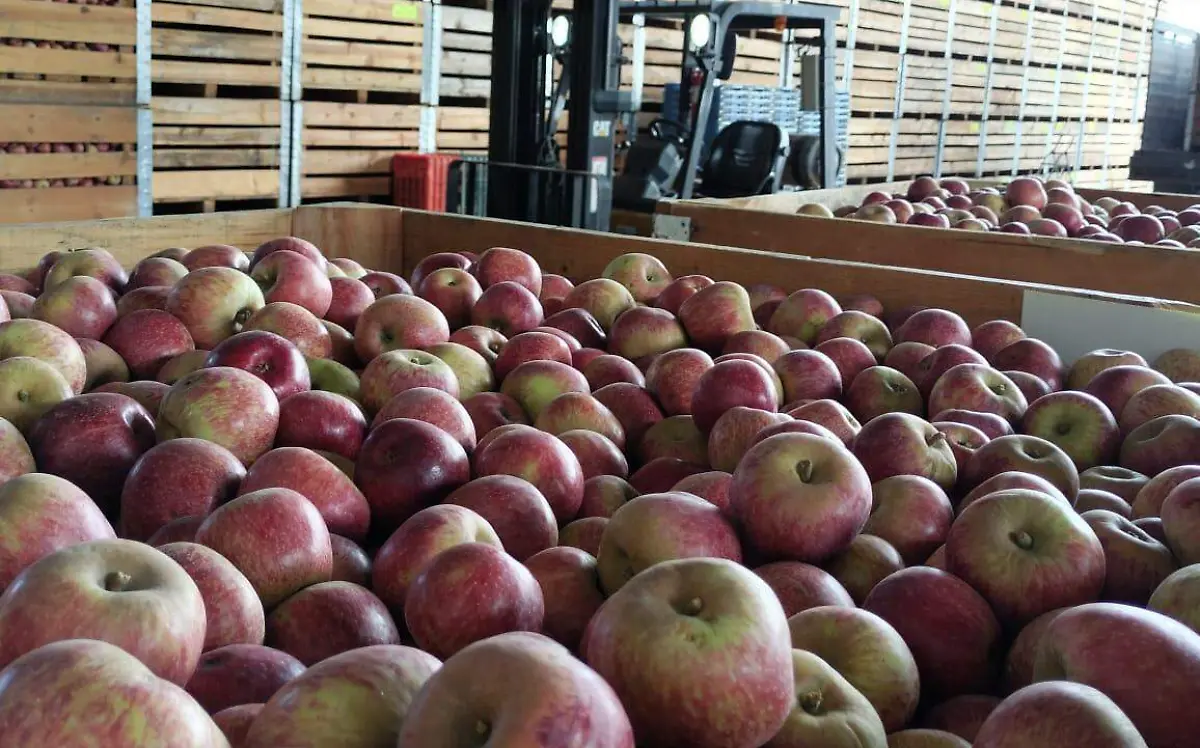 Inicia Integradora de Canatlán programa de refrigeración de manzana 2023