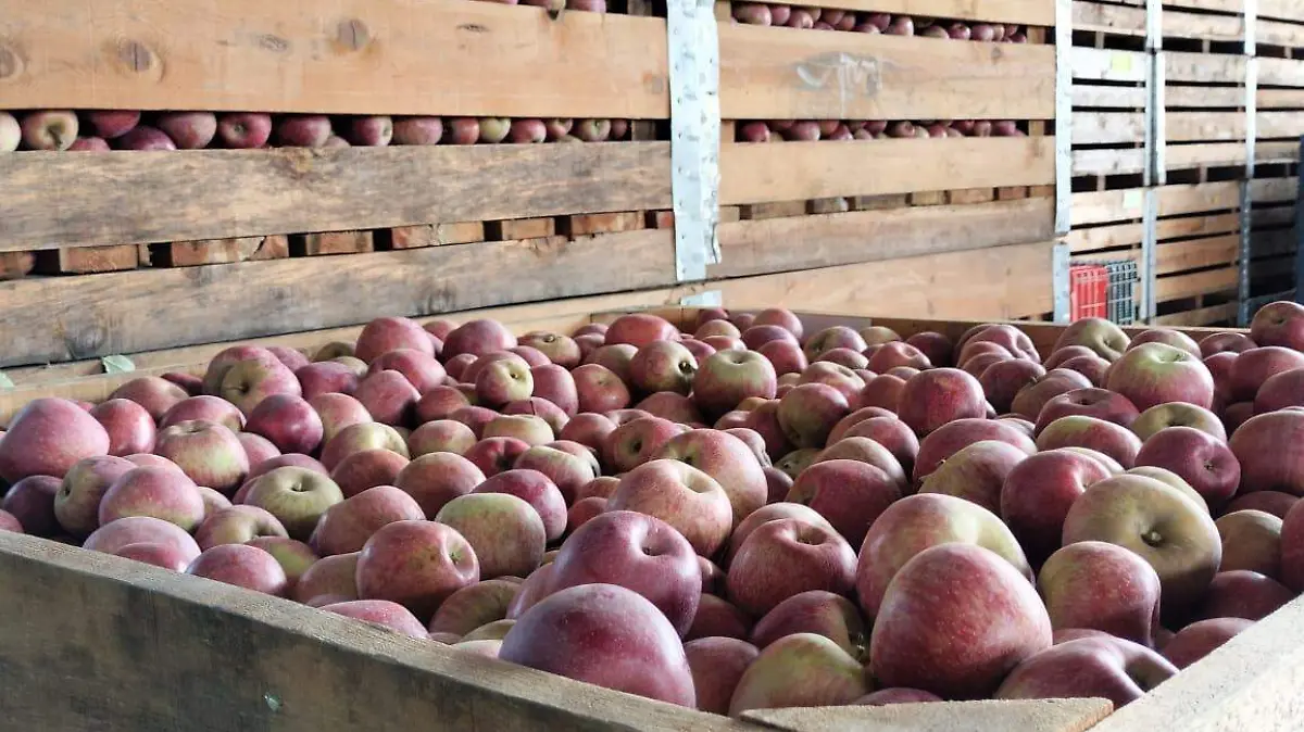 Inicia Integradora de Canatlán programa de refrigeración de manzana 2023