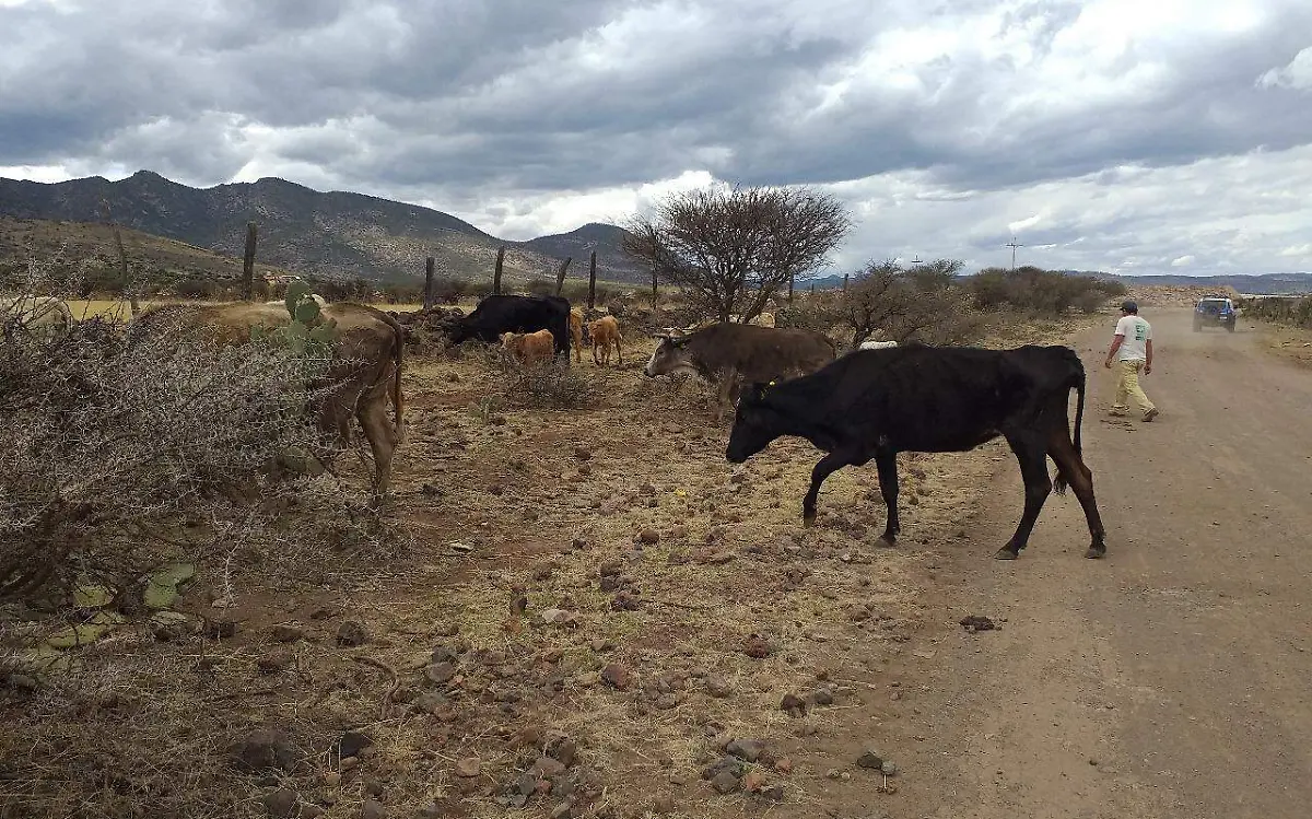 Ganado se ve afectado por la sequía en Durango