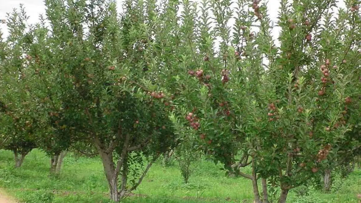 árboles frutales