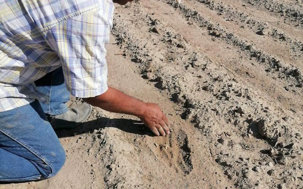 Complicado panorama para productores de Canatlán