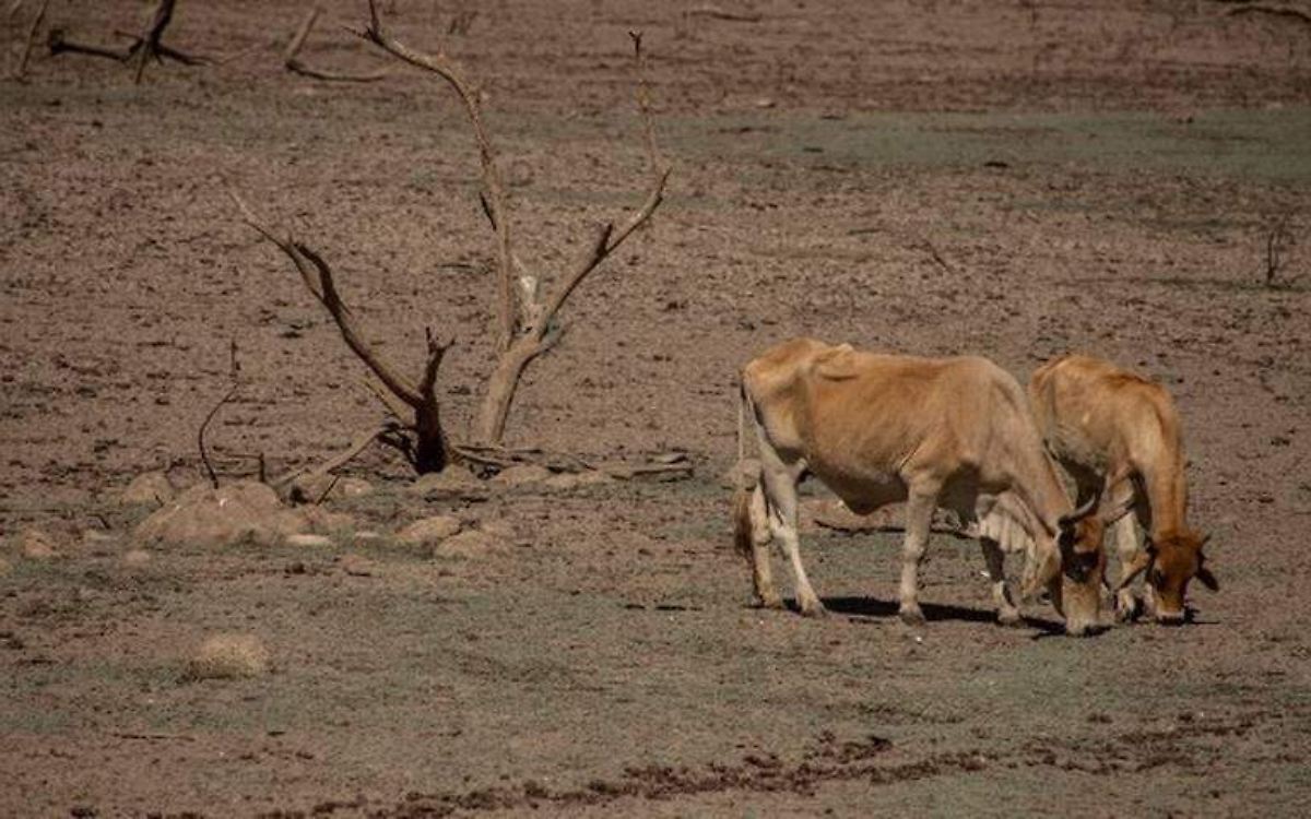 Ganaderos y agrícolas prevén el año más seco en la historia de Durango - El  Sol de Durango | Noticias Locales, Policiacas, sobre México, Durango y el  Mundo