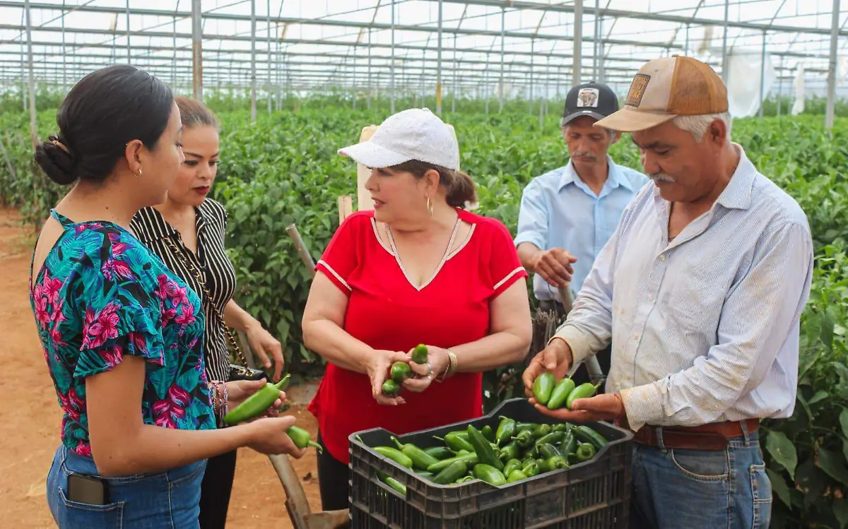 Poanas, principal productor de plántula exitosa de chile en Durango