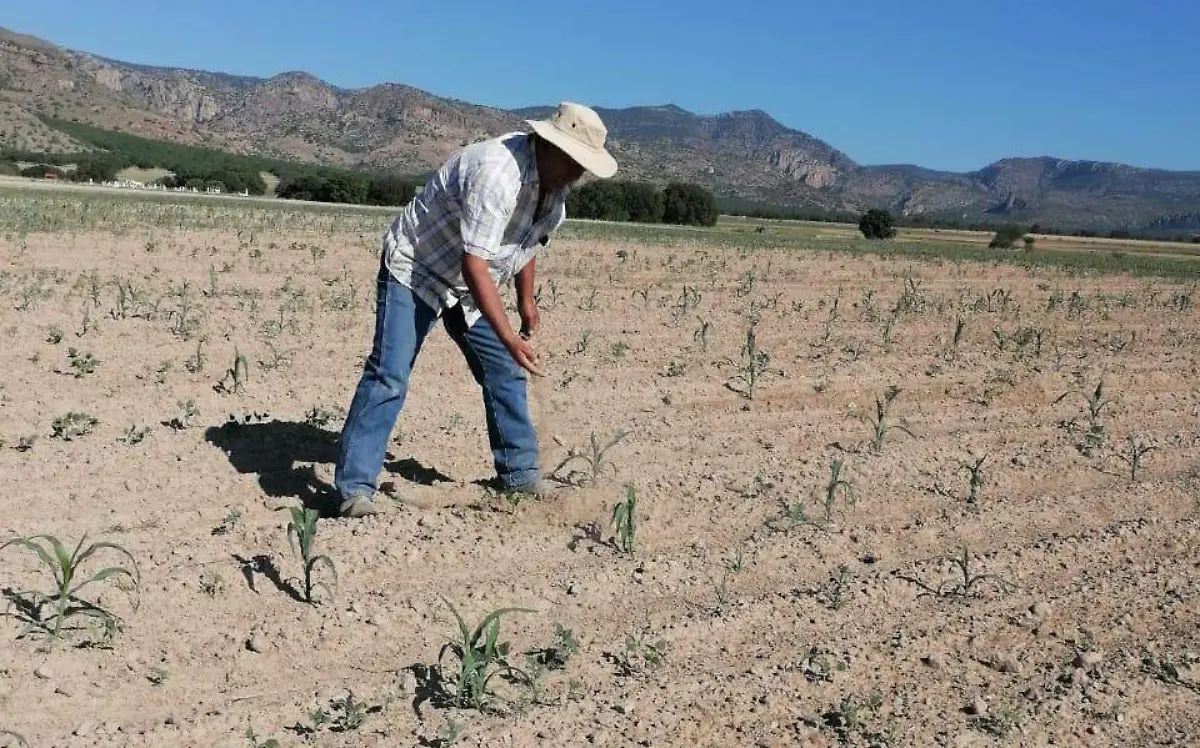 Sequía alarma a productores de Durango