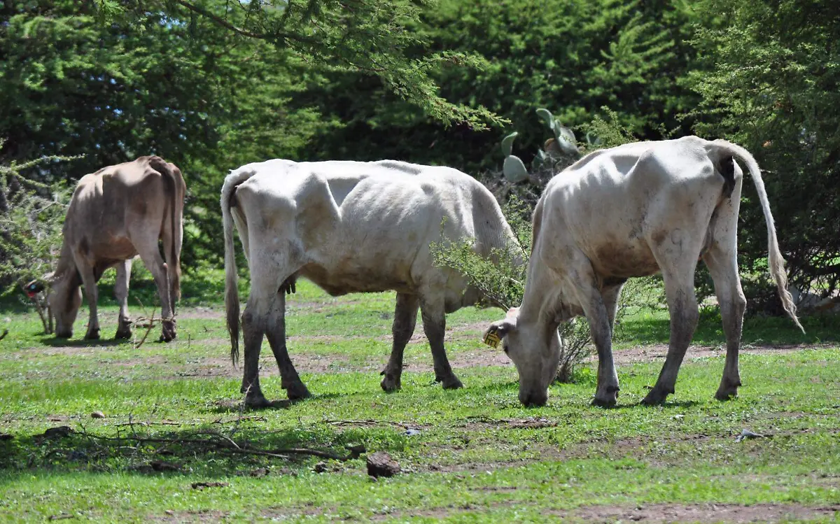 Sequía recurrente afecta a ganadería en San Juan del Río