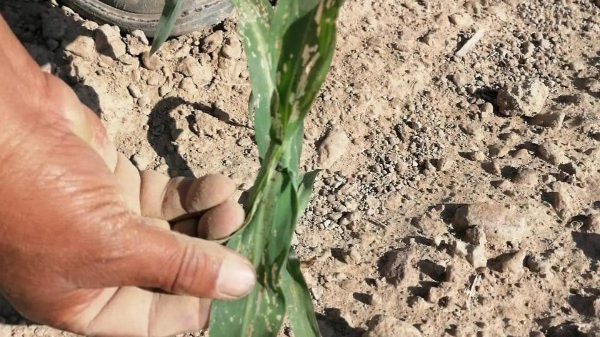 Piden se implemente programa emergente para el campo