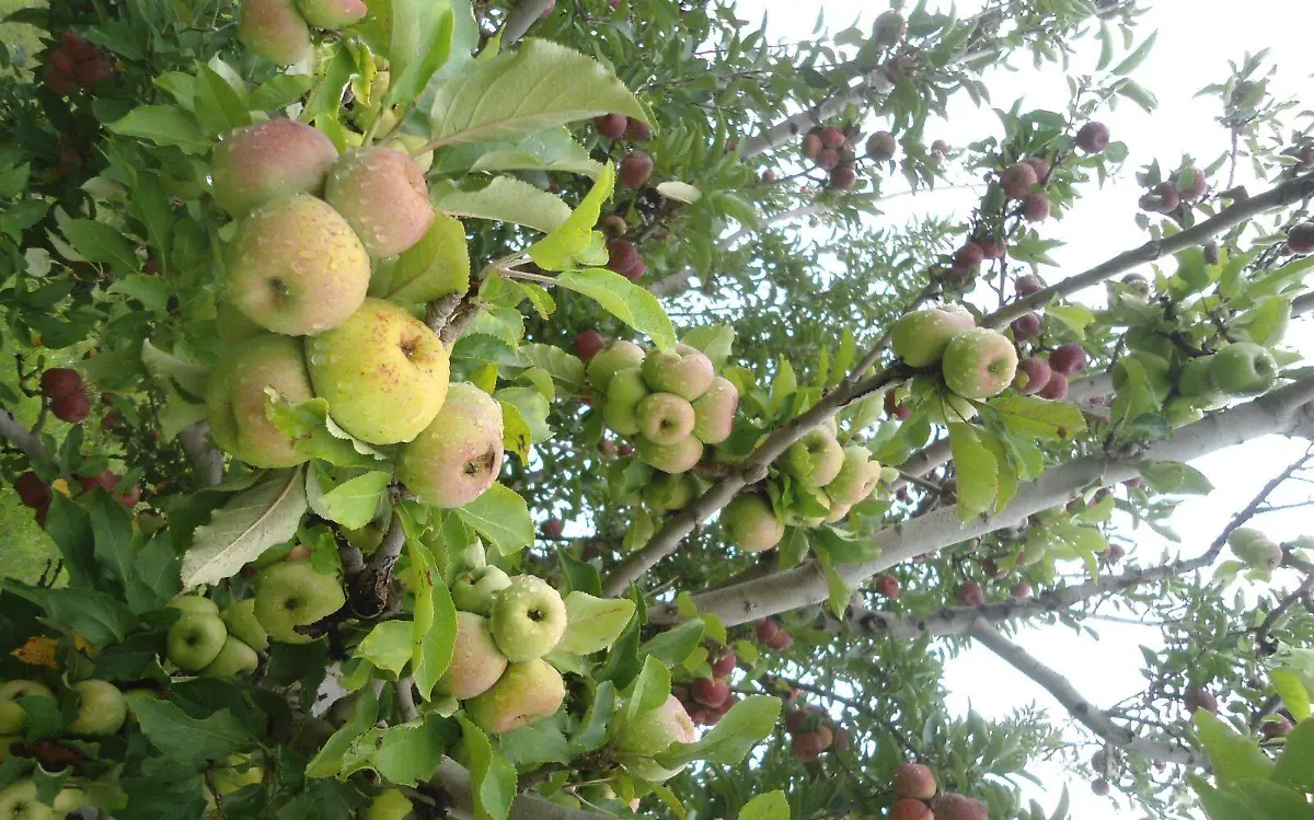Inicia la cosecha de manzana en Canatlán