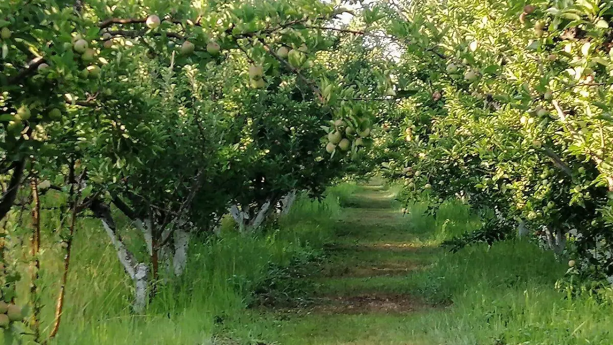 WhatsApp Image 2020-07-28 at 11.15.14 AM