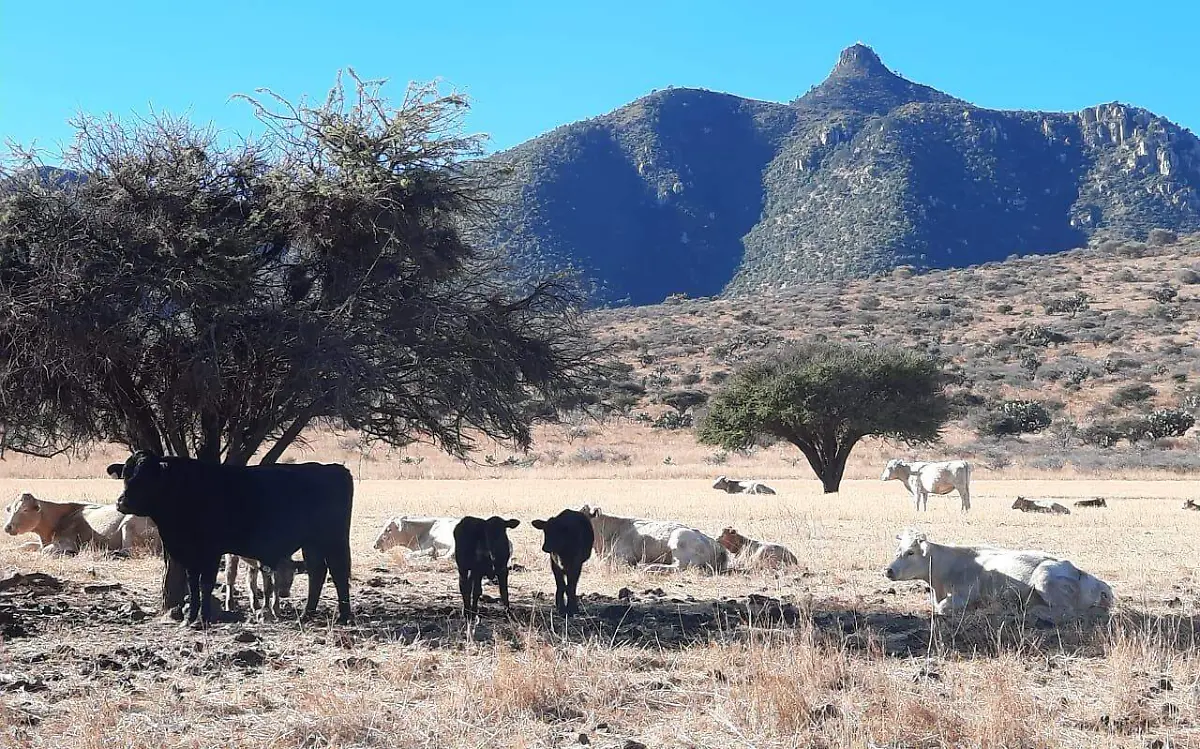 Sequía extrema en 6 municipios de Durango