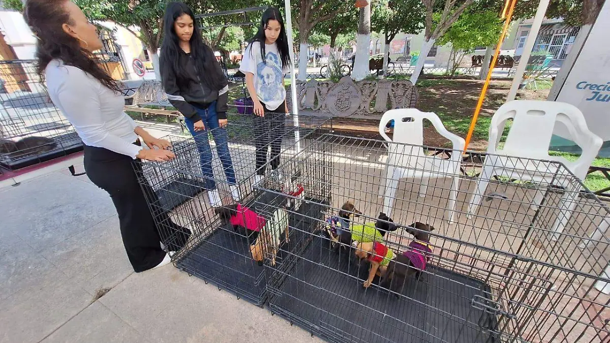 Realizan tercera Feria de la Adopción canina en Canatlán