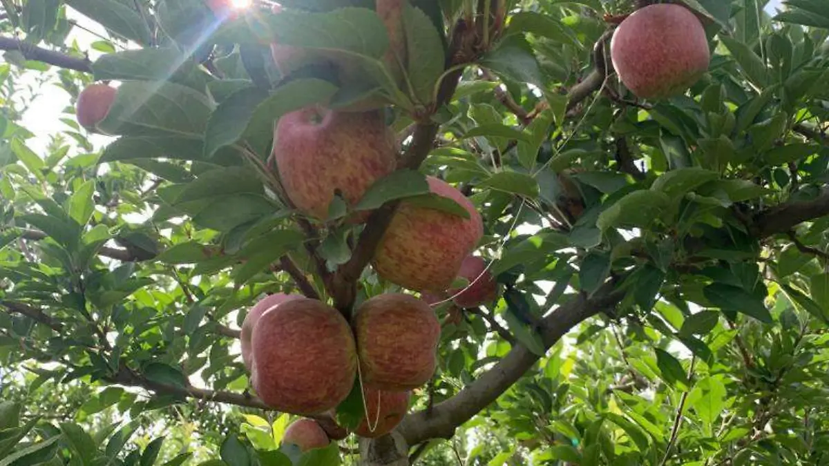 En auge la cosecha de manzana en Canatlán