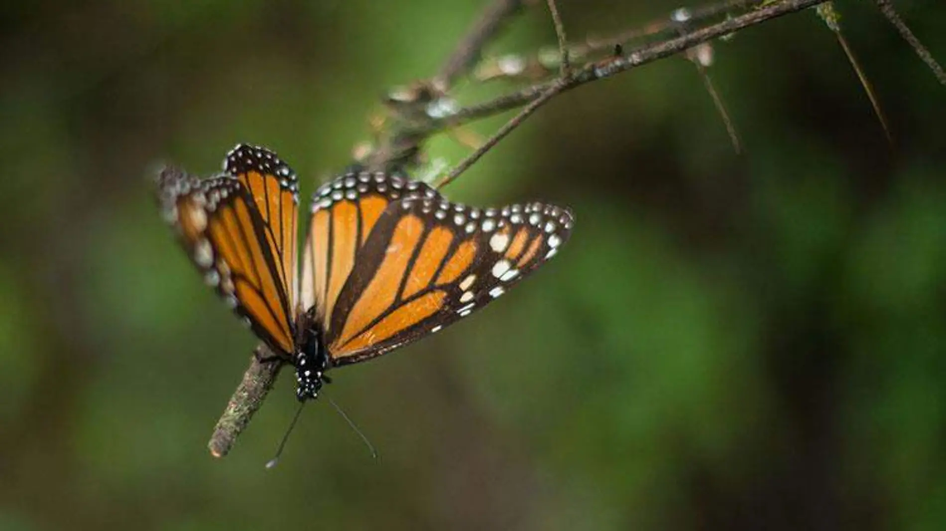 mariposa-monarca_michoacan-campos