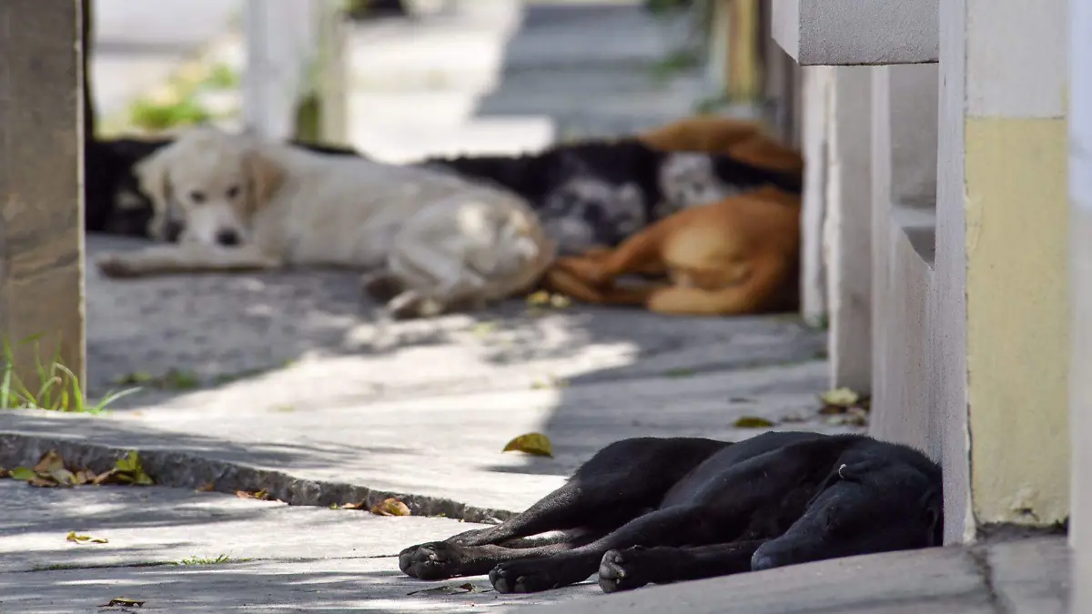 753525_Perros callejeros -3_web