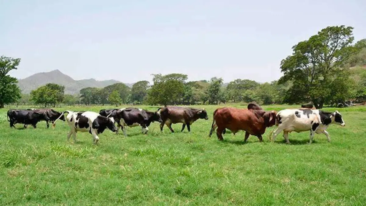 Preocupa a ganaderos avance del gusano barrenador