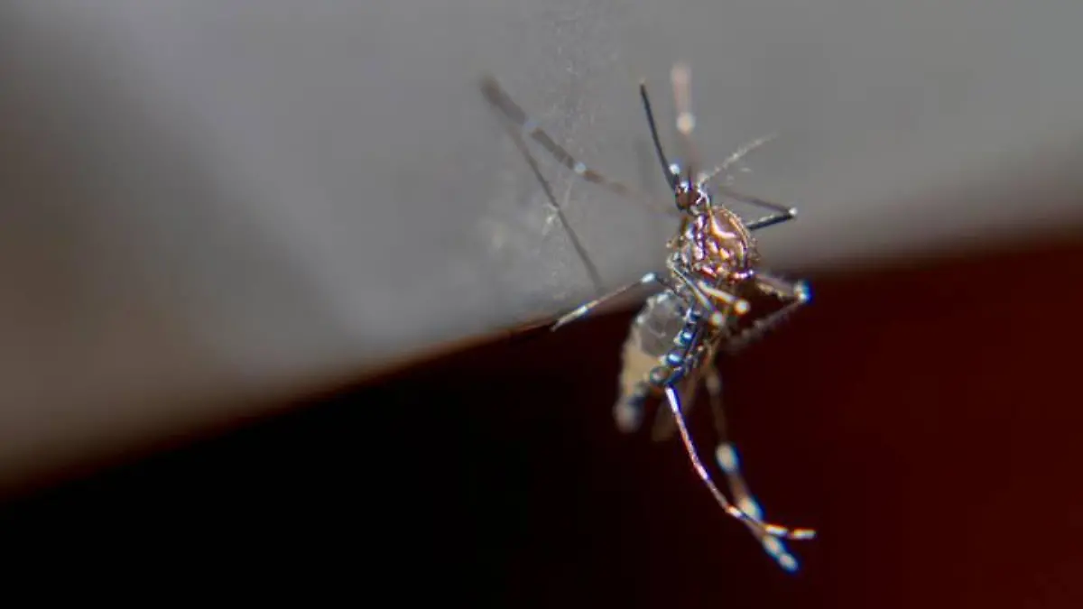 Dengue