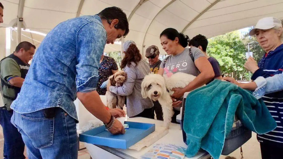Propone la Comisión de Ecología y Medio Ambiente realizar una campaña masiva de esterilización durante marzo
