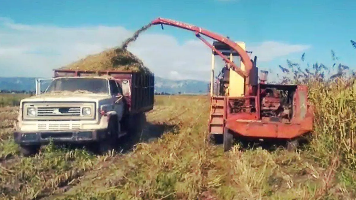 Productores menonitas en Nuevo Ideal, Durango 