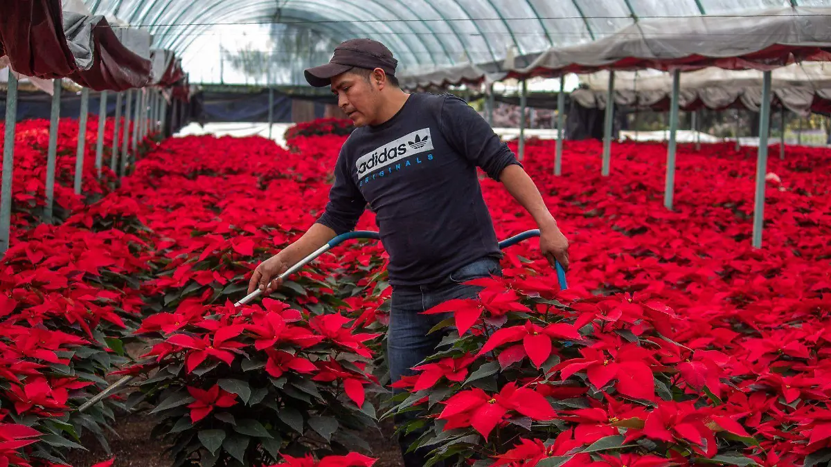 Conoce los usos medicinales de la Flor de Nochebuena