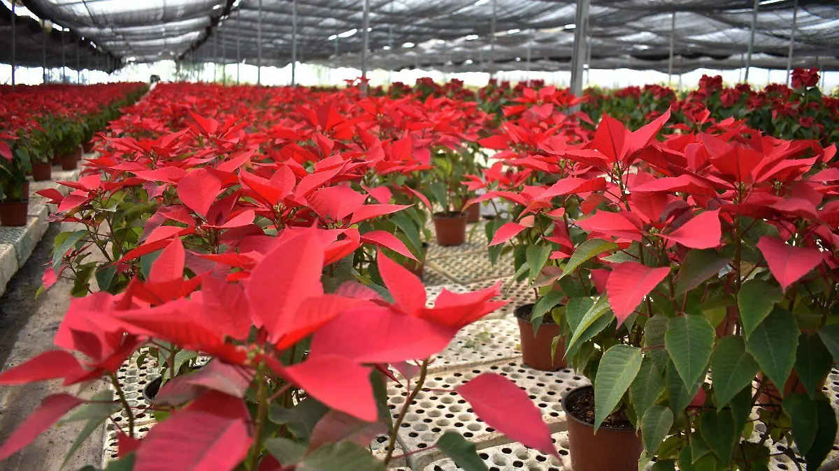 Conoce los usos medicinales de la Flor de Nochebuena