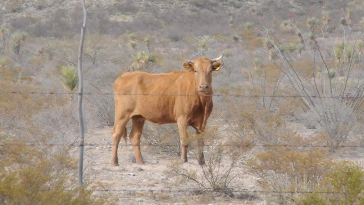 Ganadería en Durango 