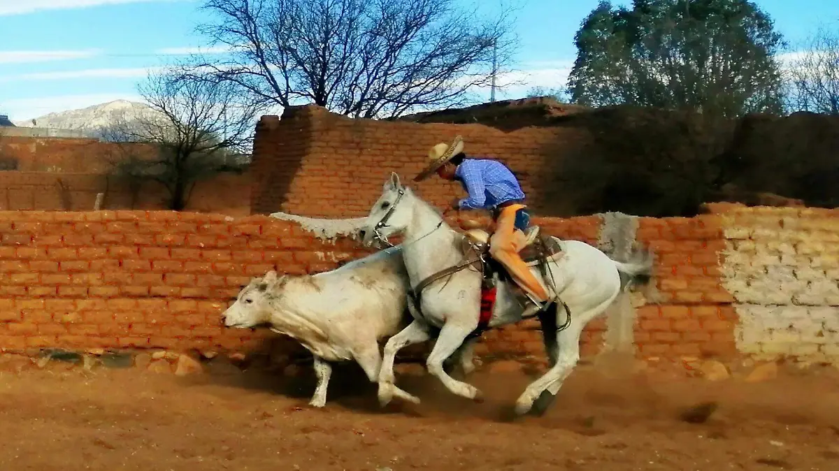 Aspecto de la coleadura