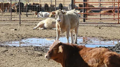 Ganaderos pierden 500 dólares por cabeza de ganado que no exportan - El Sol de Durango | Noticias Locales, Policiacas, sobre México, Durango y el Mundo