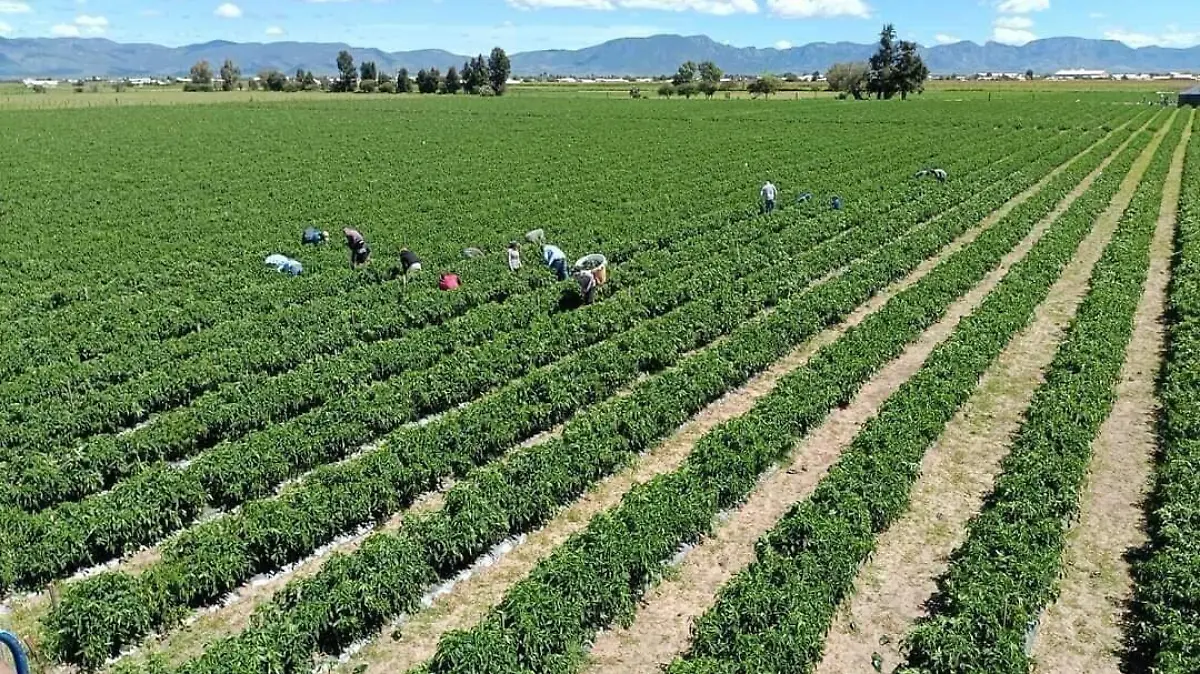 Esperan sembrar 250 hectáreas de chile en Nuevo Ideal