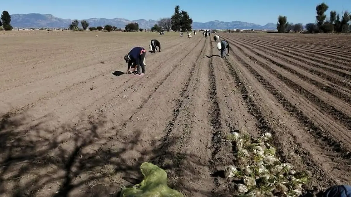 Esperan sembrar 250 hectáreas de chile en Nuevo Ideal