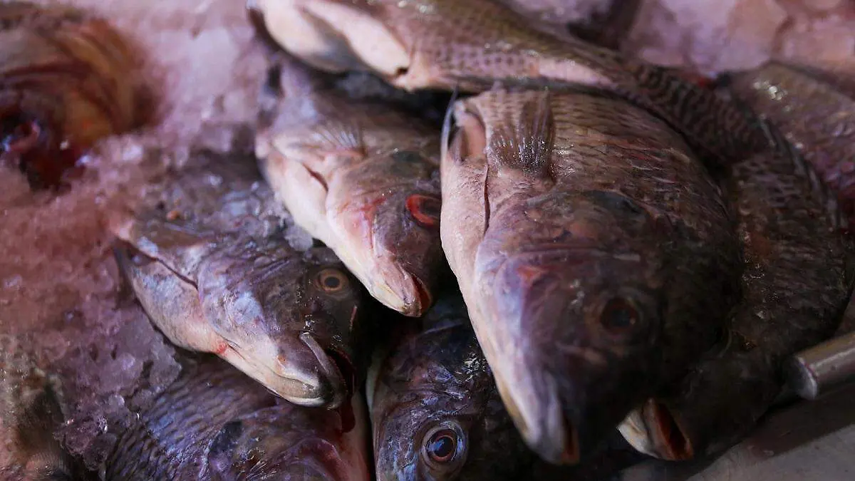 1021963_Inicia venta de Cuaresma pescados y mariscos_web